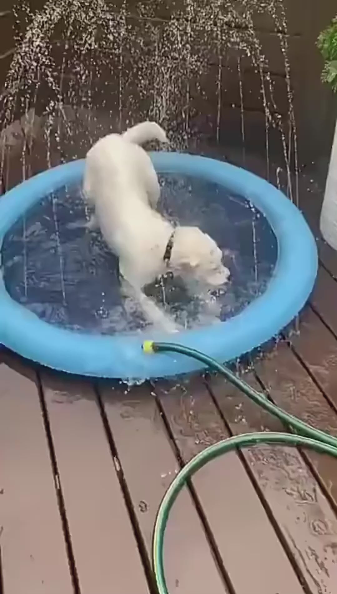 PawFlow Wasserspielmatte für Hunde – Spritzspaß & Abkühlung im Sommer