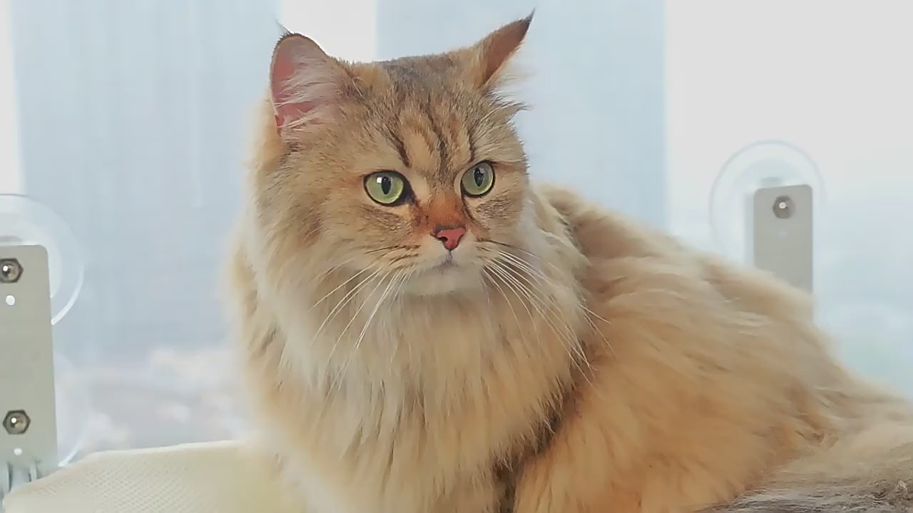PawFlow Fenster-Katzenliege zum Klappen
